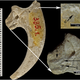 Illustration for article titled Neanderthals Used Eagle Talons To Make Some Seriously Badass Jewelry